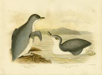 Kleiner Pinguin, 1891